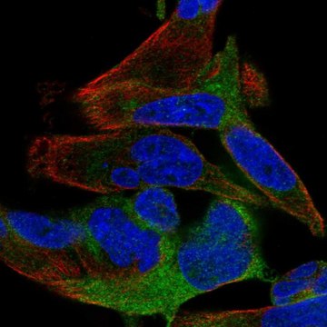 Anti-SPATS2 antibody produced in rabbit Prestige Antibodies&#174; Powered by Atlas Antibodies, affinity isolated antibody