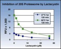 20S Proteasome Activity Assay