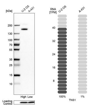 Anti-TNS1 antibody produced in rabbit Prestige Antibodies&#174; Powered by Atlas Antibodies, affinity isolated antibody, buffered aqueous glycerol solution