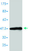 Monoclonal Anti-CBX3 antibody produced in mouse clone 1G12-1D9, purified immunoglobulin, buffered aqueous solution