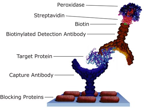 Streptavidin from Streptomyces avidinii recombinant, expressed in E. coli, lyophilized powder