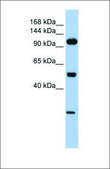 Anti-KL antibody produced in rabbit affinity isolated antibody