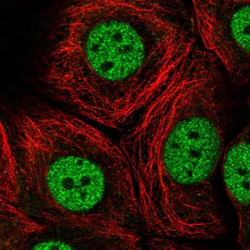 Anti-MED13 antibody produced in rabbit Prestige Antibodies&#174; Powered by Atlas Antibodies, affinity isolated antibody