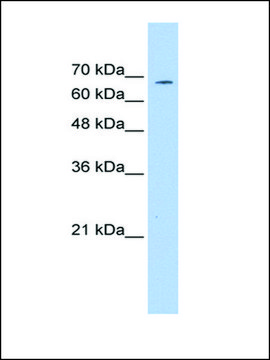 Anti-GP1BA antibody produced in rabbit affinity isolated antibody