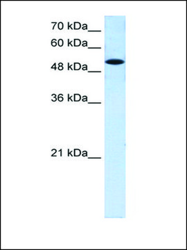 Anti-SLC25A25 antibody produced in rabbit affinity isolated antibody