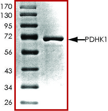 PDHK1, active, GST tagged human PRECISIO&#174; Kinase, recombinant, expressed in baculovirus infected Sf9 cells, &#8805;70% (SDS-PAGE), buffered aqueous glycerol solution