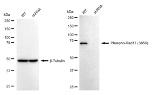KD-Validated Anti-phospho-Rad17 (Ser656) Antibody, clone 24GB795, Rabbit Monoclonal clone 24GB795, recombinant rabbit monoclonal, expressed in HEK293 cells