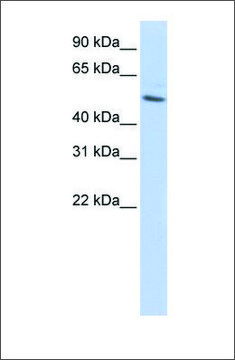 Anti-TUBB antibody produced in rabbit affinity isolated antibody