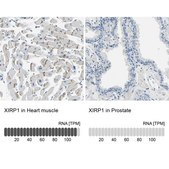 Anti-XIRP1 antibody produced in rabbit Prestige Antibodies® Powered by Atlas Antibodies, affinity isolated antibody, buffered aqueous glycerol solution, Ab2