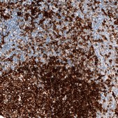 Monoclonal Anti-HLA-DRA antibody produced in mouse Prestige Antibodies® Powered by Atlas Antibodies, clone CL10961, purified antibody (Protein A)