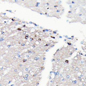 Anti-NMDAR2A antibody produced in rabbit