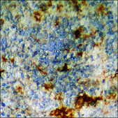 Anti-phospho-KIT (pTyr936) antibody produced in rabbit affinity isolated antibody