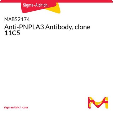 Anti-PNPLA3 Antibody, clone 11C5