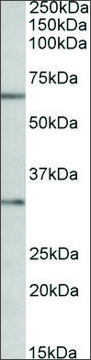 Anti-CASP3 antibody produced in goat affinity isolated antibody, buffered aqueous solution