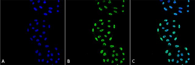 Monoclonal Anti-PP5-Atto 594 antibody produced in mouse clone 2E11