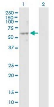 Anti-NPY1R antibody produced in mouse purified immunoglobulin, buffered aqueous solution