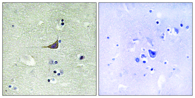 Anti-GPR180 antibody produced in rabbit affinity isolated antibody