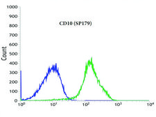 Anti-CD10 antibody, Rabbit monoclonal recombinant, expressed in proprietary host, clone SP179, affinity isolated antibody