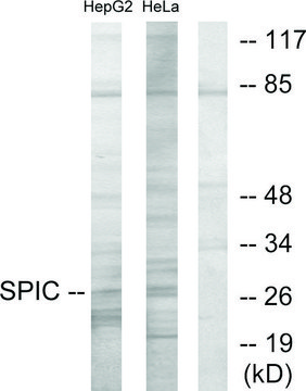 Anti-SPIC antibody produced in rabbit affinity isolated antibody