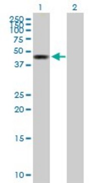 Anti-ZMYND10 antibody produced in mouse purified immunoglobulin, buffered aqueous solution