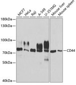 Anti-CD44 antibody produced in rabbit
