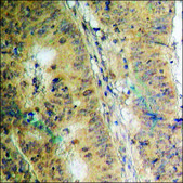 Anti-phospho-CRYAB (pSer19) antibody produced in rabbit affinity isolated antibody