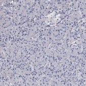 Anti-NKAIN4 antibody produced in rabbit Prestige Antibodies® Powered by Atlas Antibodies, affinity isolated antibody, buffered aqueous glycerol solution