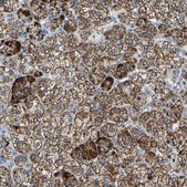 Anti-FAM163A antibody produced in rabbit Prestige Antibodies® Powered by Atlas Antibodies, affinity isolated antibody, buffered aqueous glycerol solution