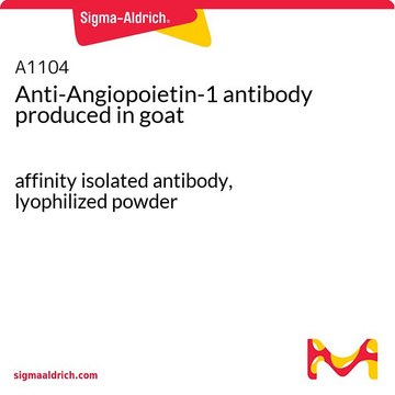 Anti-Angiopoietin-1 antibody produced in goat affinity isolated antibody, lyophilized powder