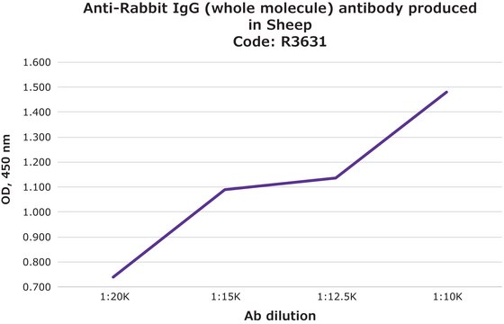 Anti-Rabbit IgG (whole molecule) antibody produced in sheep affinity isolated antibody, buffered aqueous solution