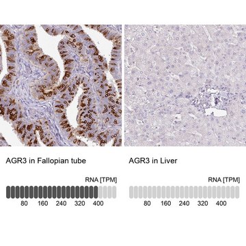 Anti-AGR3 antibody produced in rabbit Prestige Antibodies&#174; Powered by Atlas Antibodies, affinity isolated antibody, buffered aqueous glycerol solution