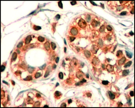 Anti-CYP7B1 (C-terminal) antibody produced in goat affinity isolated antibody, buffered aqueous solution