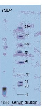 Anti-Myelin Basic protein Antibody serum, Chemicon&#174;