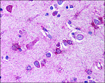 Anti-GBL antibody produced in rabbit affinity isolated antibody, buffered aqueous solution