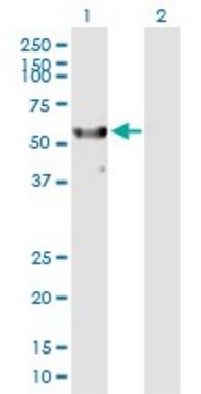 Anti-RPS6KL1 antibody produced in mouse purified immunoglobulin, buffered aqueous solution