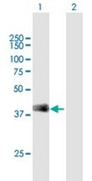 Anti-SFTPB antibody produced in mouse purified immunoglobulin, buffered aqueous solution