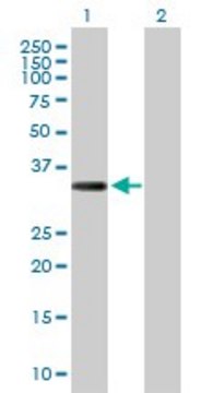 Anti-COL23A1 antibody produced in rabbit purified immunoglobulin, buffered aqueous solution