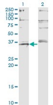 ANTI-FOXL1 antibody produced in mouse clone 2C3, purified immunoglobulin, buffered aqueous solution