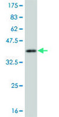 Monoclonal Anti-CAMK1, (C-terminal) antibody produced in mouse clone 2B6, purified immunoglobulin, buffered aqueous solution