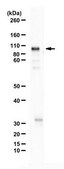 Anti-PHD finger protein 14 (PHF14) from rabbit, purified by affinity chromatography