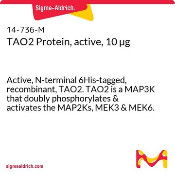 TAO2 Protein, active, 10 &#181;g Active, N-terminal 6His-tagged, recombinant, TAO2. TAO2 is a MAP3K that doubly phosphorylates &amp; activates the MAP2Ks, MEK3 &amp; MEK6. For use in Kinase Assays.