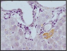 抗-NOX4抗体 from rabbit