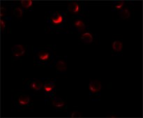 Anti-RILP antibody produced in rabbit affinity isolated antibody