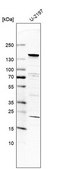 Anti-UBN1 antibody produced in rabbit Prestige Antibodies® Powered by Atlas Antibodies, affinity isolated antibody, buffered aqueous glycerol solution
