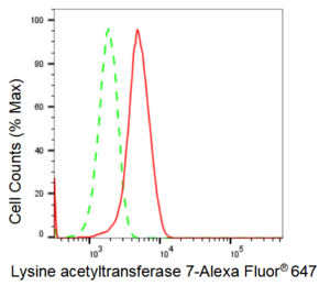 KD-Validated Anti Lysine acetyltransferase 7 Antibody, clone 23GB2390, Rabbit Monoclonal clone 23GB2390, recombinant rabbit monoclonal, expressed in HEK293 cells