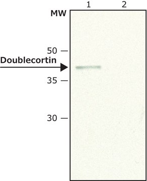 Anti-Doublecortin (N-terminal) antibody produced in rabbit ~1.5&#160;mg/mL, affinity isolated antibody, buffered aqueous solution