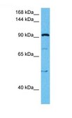 Anti-HSPA4L antibody produced in rabbit affinity isolated antibody