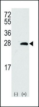 ANTI-OPRS1 (CENTER) antibody produced in rabbit purified immunoglobulin, buffered aqueous solution