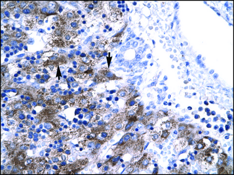 Anti-NFYA antibody produced in rabbit IgG fraction of antiserum