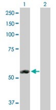 Anti-ERMAP antibody produced in rabbit purified immunoglobulin, buffered aqueous solution